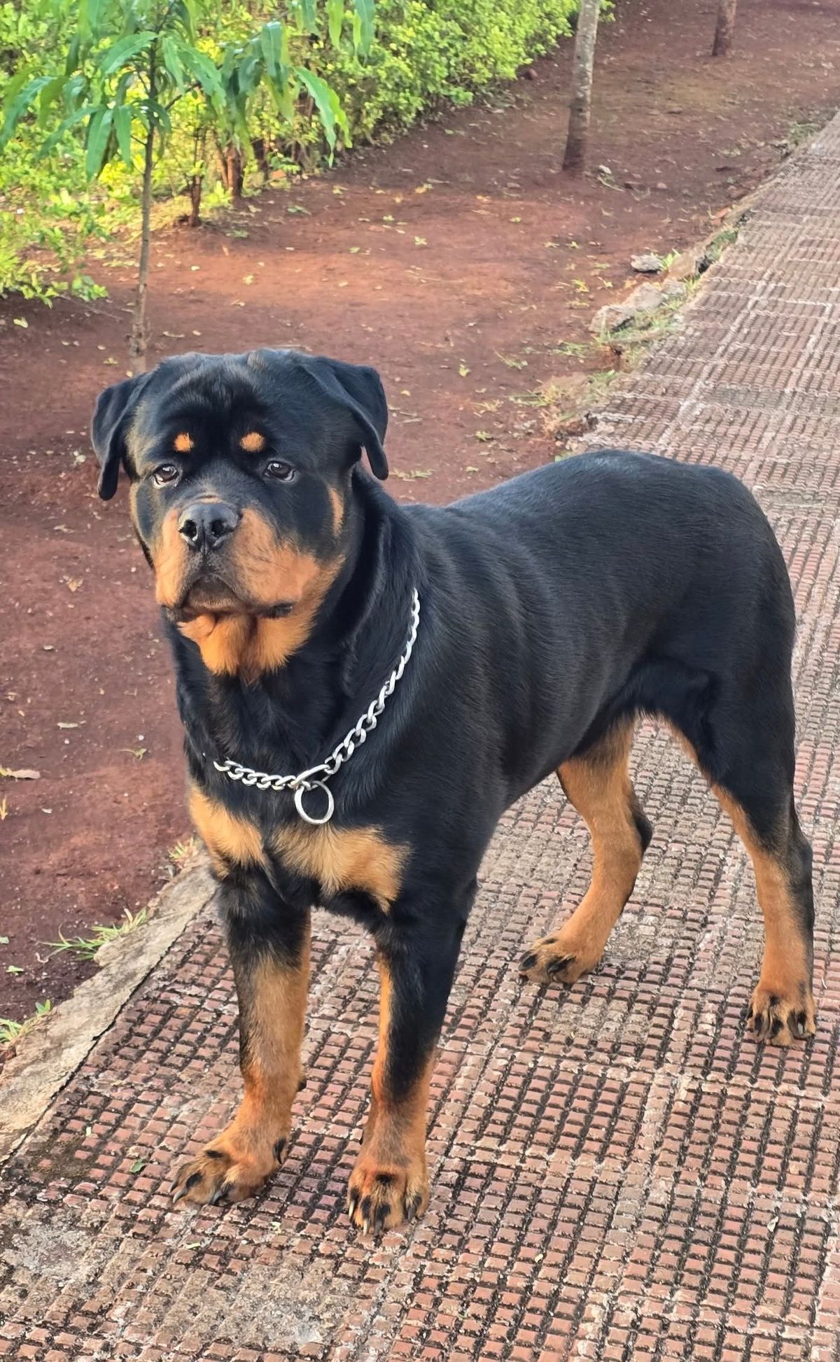 KC registered old-type Rottweiler puppies for sale UK