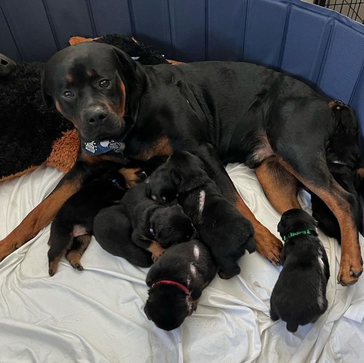 Rottweiler mother with puppies Kent UK old-type KC registered breeder