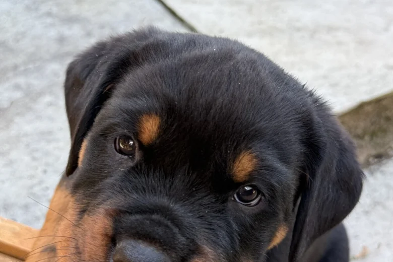 Max photo 3