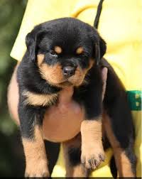 Ruby KC registered Rottweiler puppy for sale UK