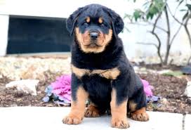 Stella KC registered Rottweiler puppy for sale UK