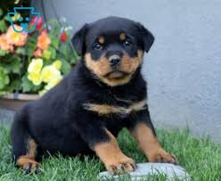 Odin KC registered Rottweiler puppy for sale UK