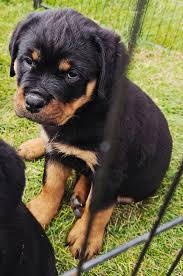 Odin photo 3