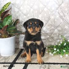 Odin photo 5