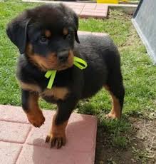 Ivy KC registered Rottweiler puppy for sale UK