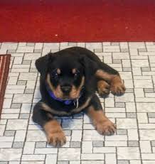 Bear KC registered Rottweiler puppy for sale UK