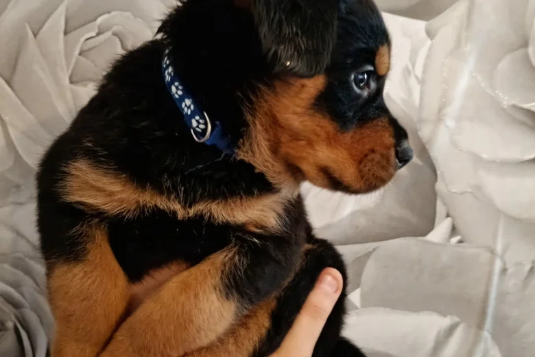 Bella KC registered Rottweiler puppy for sale UK