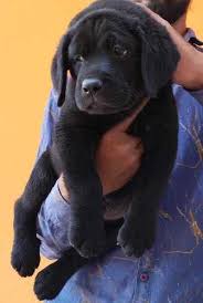Zeus KC registered Rottweiler puppy for sale UK