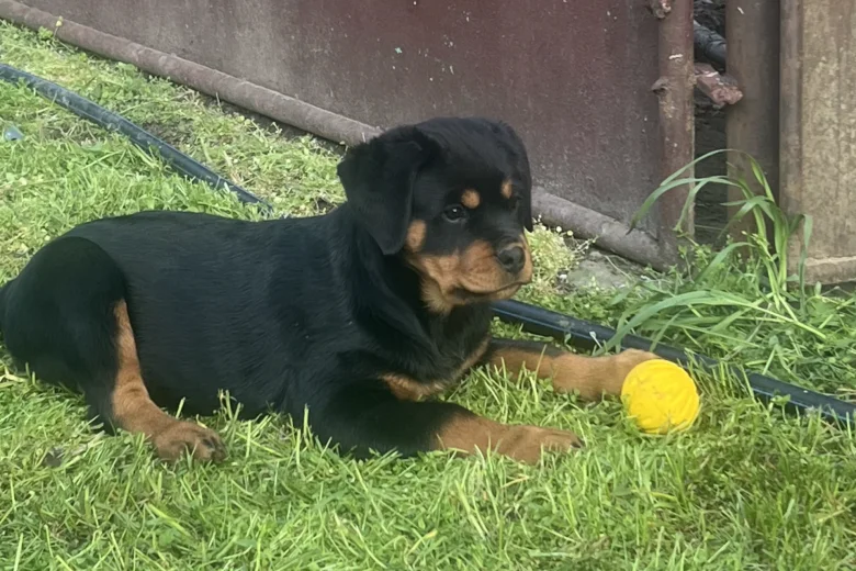 Luna KC registered Rottweiler puppy for sale UK