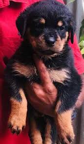 Maya KC registered Rottweiler puppy for sale UK