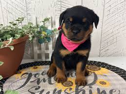 Maya photo 3