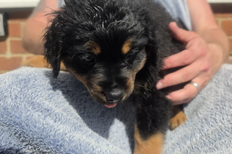 Thor KC registered Rottweiler puppy for sale UK