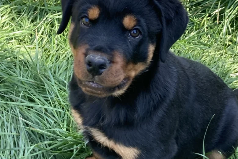Nova KC registered Rottweiler puppy for sale UK