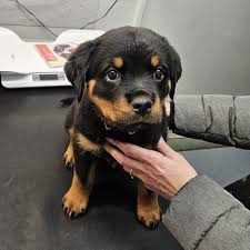 Duke KC registered Rottweiler puppy for sale UK